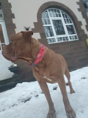 Wunderschöne Bordeauxdogge Hündin 