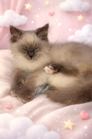 Ragdoll Kater blue point 