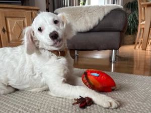 CURLY sucht ihr Traumkörbchen