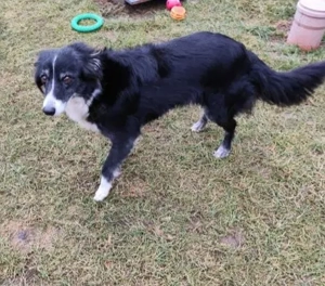 *JESSY* - eine unkomplizierte, liebe und ruhige Hündin