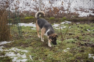 *SUKI* - Eine offene, soziale Hündin, die sehr gerne und schnell lernt Bild 10