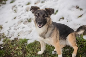 *SUKI* - Eine offene, soziale Hündin, die sehr gerne und schnell lernt Bild 6