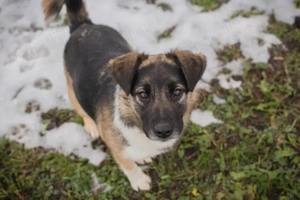*SUKI* - Eine offene, soziale Hündin, die sehr gerne und schnell lernt Bild 7