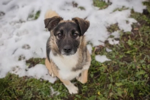 *SUKI* - Eine offene, soziale Hündin, die sehr gerne und schnell lernt Bild 8