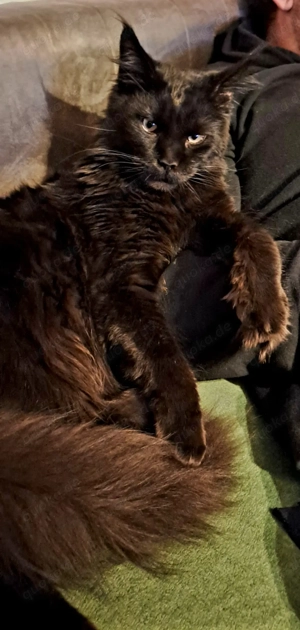 Reinrassiger Maine Coon Kater
