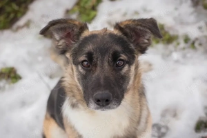 *SUKI* - Eine offene, soziale Hündin, die sehr gerne und schnell lernt Bild 2