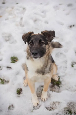 *SUKI* - Eine offene, soziale Hündin, die sehr gerne und schnell lernt Bild 5