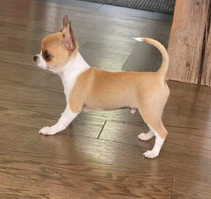Chihuahua-Welpen suchen ein neues Zuhause. Rüden und Hündinnen sind ab sofort abgabebereit.