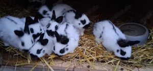 verkaufe klein schecken 