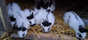 verkaufe klein schecken  Bild 3