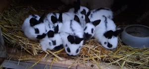 verkaufe klein schecken 