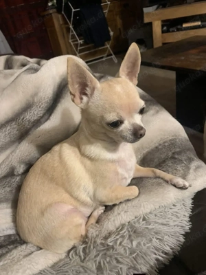 Chihuahua-Welpen suchen ein neues Zuhause. Rüden und Hündinnen sind ab sofort abgabebereit. 