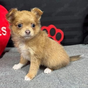 Chihuahua-Welpen suchen ein neues Zuhause, sowohl Rüden als auch Hündinnen sind ab sofort abgabebere