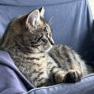 Katze - 10 Monate - getigert