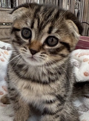 BKH mix kitten sucht neues Zuhause 