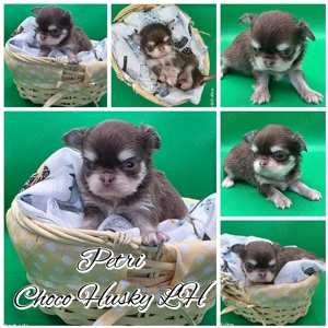 Petri Chihuahua rüde mit Huskyzeichnung sicht dich zum 5.3