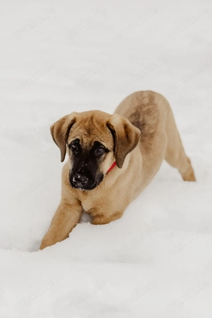 Cookie aus unserem Broholmer Leonberger Estrela Projekt 