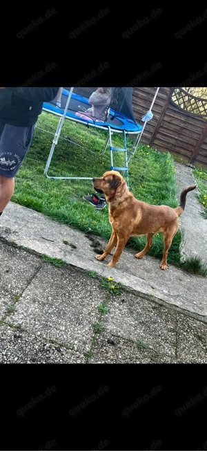 rottweiler-cane corso sucht dringend zuhause 