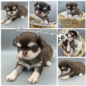 Ferdinand Chihuahua Rüde mit Huskyzeichnung sucht zum 5.3 ein heim