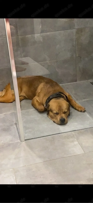 rottweiler cane corso mischling rüde 