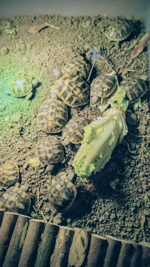 THB Griechische Landschildkröten NZ 2025