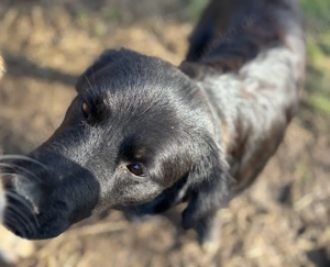 Medo sucht eine liebevolle Familie. 