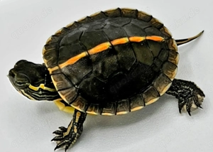 Rückenstreifenzierschildkröten, Gelbtupfenhöckerschildkröten Bild 2