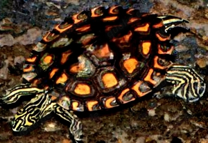 Rückenstreifenzierschildkröten, Gelbtupfenhöckerschildkröten