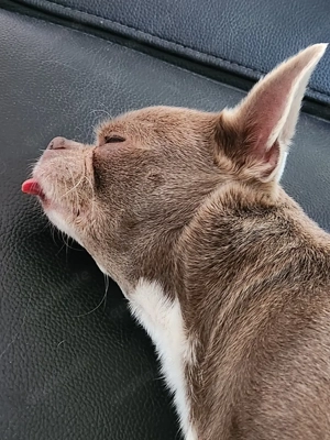 Chihuahua Hündin 6 Jahre kastriert sucht neues zuhause