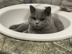 Britisch kurzhaar blau mit Stammbaum weiblich