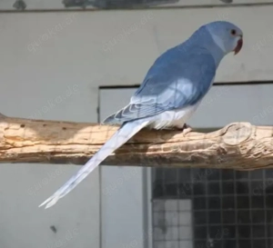 Halsbandsittich sucht dringend Zuhause 