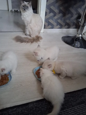 Wunderschöne Heilige Birma Kitte 