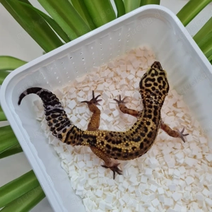 Leopardgecko Weibchen BNT het Bell