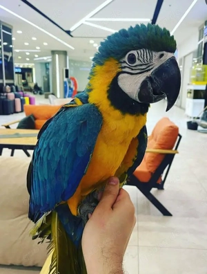 Gelbbrustara weibchen Handzahm 