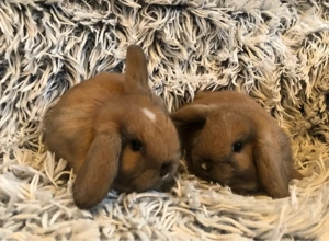 Mini loop Zwergwidder Zwergkaninchen Kaninchen 