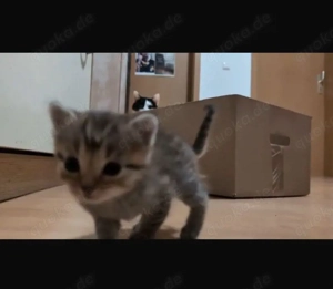 Persermix Kitten 