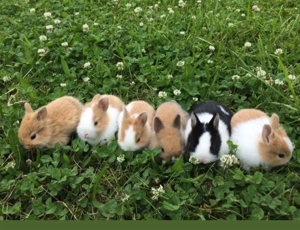 Farbzwerge Zwergkaninchen Kaninchen Farbenzwerg