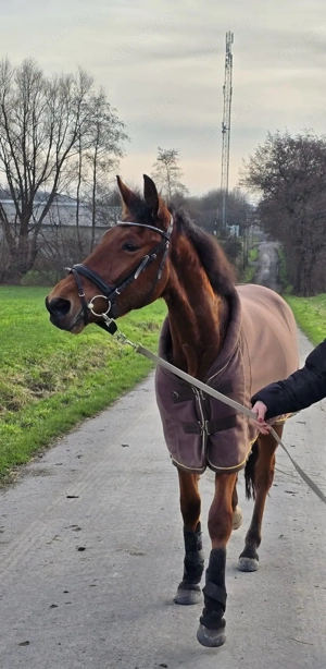 Spanier Wallach, fast 4 Jahre, roh