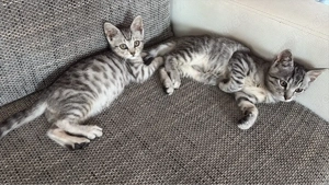 Crash & Eddy suchen ein Zuhause