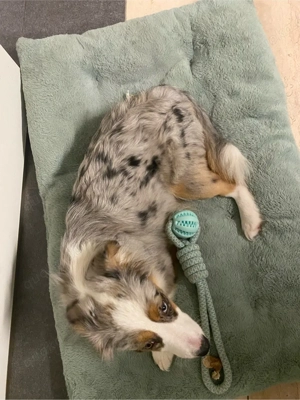 Mini Australian Sheperd Hündin, 10 Monate