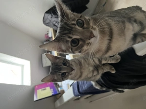 2 Bengale+BKH Katze mit viel Zubehör