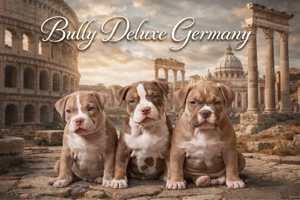 American Bully Welpen