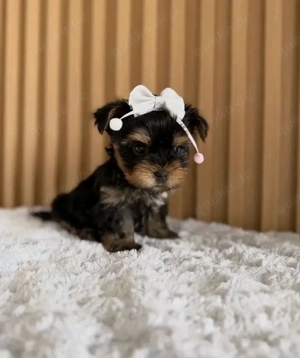 Yorkie-Welpen