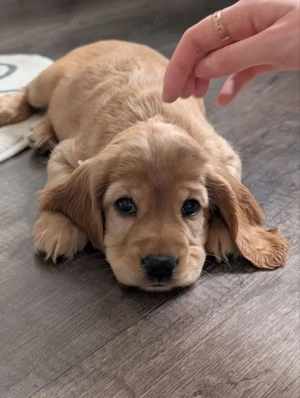 Cocker Spaniel Welpe