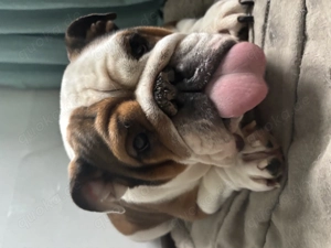 Englisch Bulldogge Dame sucht neues Zuhause 