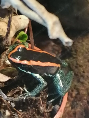Phyllobates vittatus abzugeben 