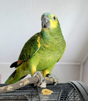 Blaustirnamazone 2 Männchen 5 25 & 6 25 , DNA, beringt 