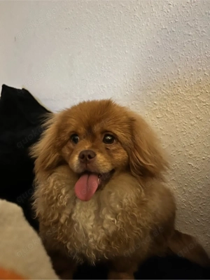 pomeranian zwergspitz mischling mix welpe 