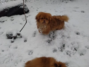 pomeranian zwergspitz mischling mix welpe 