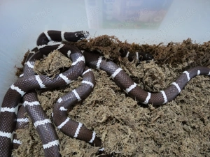 Königsnatter, Kettennatter